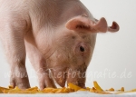01 Schwein gehabt